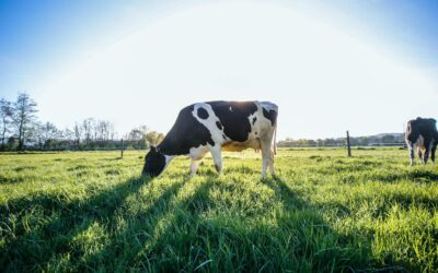 Cooling quickly and efficiently to preserve milk quality