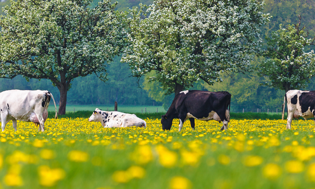 Electricity prices are rocketing – so switch to Opticool: the energy-efficient milk cooling tank